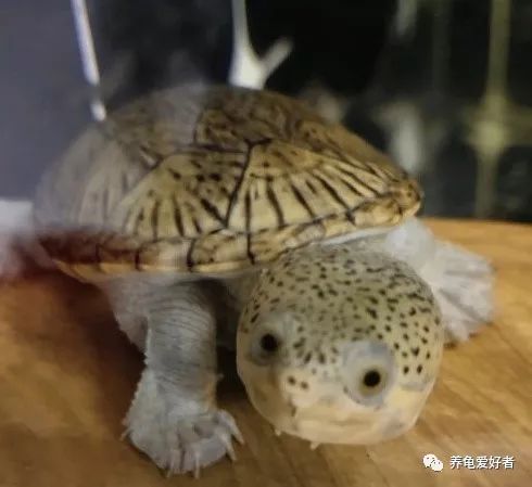 巨头蛋龟饲养方法（巨头蛋龟需要加温吗）