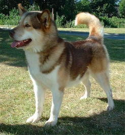 世界上最杰出的三大雪橇犬,哈士奇勇夺第一,第三名祖先是野狼
