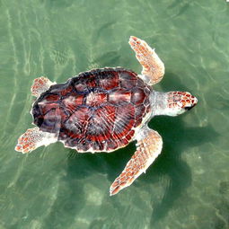 不是红色的海龟就叫红海龟 真正的红海龟好像神话里出来的一样 