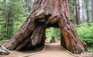 这颗千年老树被人类在中间挖了一个洞,百年后所有人沉默