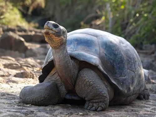 世界上体型最大的陆龟 加拉帕戈斯象龟