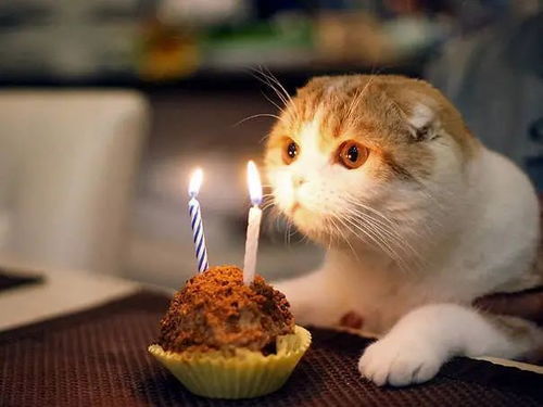 给猫咪过生日是一种什么体验