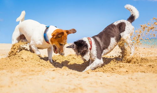 养大型犬还是小型犬