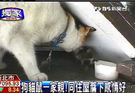 台湾饲主一同收养 狗猫鼠同住屋檐下感情好 