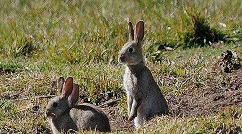 澳大利亚人兔大战150年,最终政府完败,100亿野兔为何没人吃