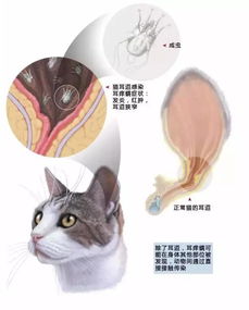 猫体外寄生虫图片 搜狗图片搜索