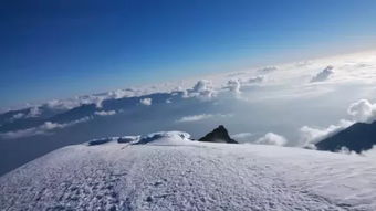 哈巴雪山 盛开的金子之花