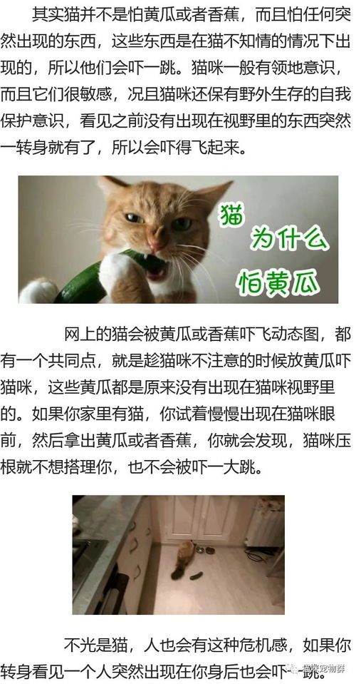 猫为什么怕黄瓜