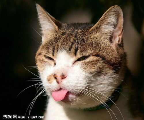 表情 猫猫有艾滋病的症状和治疗方法 猫猫健康 猫猫 百科 秀宠网 表情 