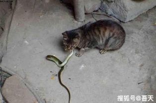 为什么说猫和蛇是死对头,眼镜王蛇打得过家猫吗 半斤八两而已