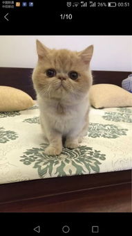 请问这只加菲猫品相如何,朋友想8000卖,我觉得贵了,大概多少钱合适 说是双c乳色加白,7个月大 