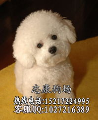 标题 广州出售活泼可爱纯种比熊幼犬宝宝血统纯正毛量丰富 