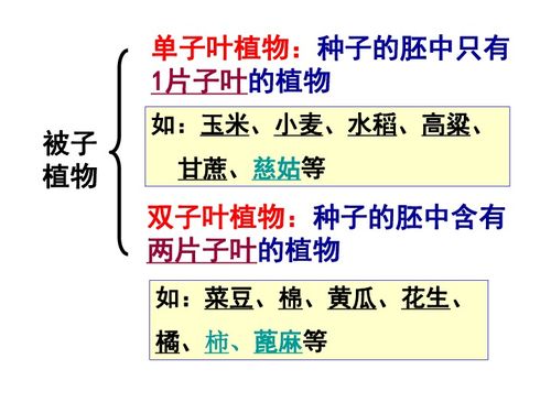 第一章 代代相传的生命复习 4 6节