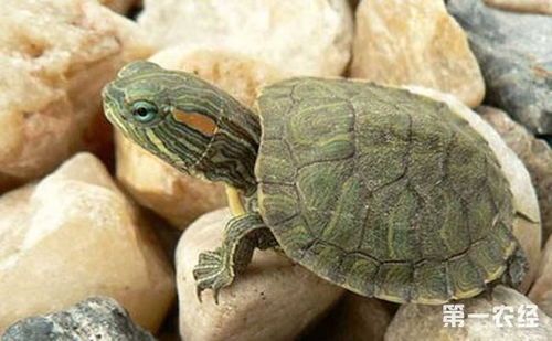 巴西龟要怎么养 巴西龟的养殖技术