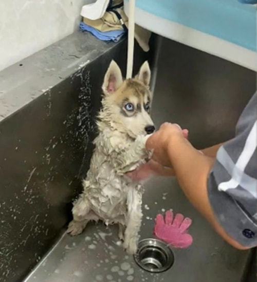 二哈去宠物店洗澡时,却一直盯着工作人员 你这是啥眼神啊