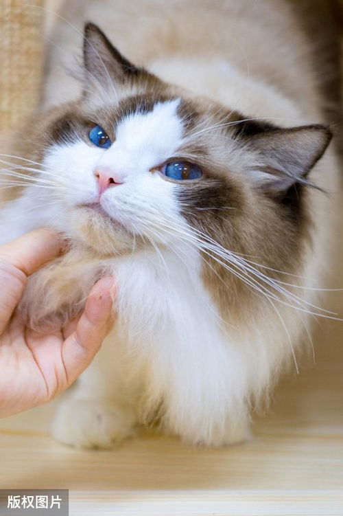 蓝双布偶猫和海双布偶猫的区别 蓝双海双布偶猫那种值得入手 面具 