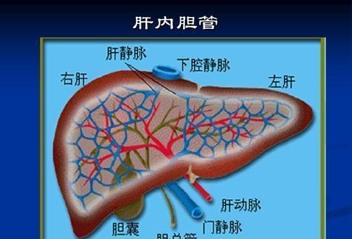 转氨酶过高对人体有什么危害