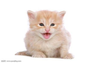 糖猫发出猫叫声音是什么原因 