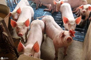 今天猪价行情多地持续上涨,3月21号猪价最高地区是哪里