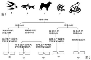 科学家对动物进行分类时往往要根据它们的形态 结构和生理特征,让我们也来尝试做个科学家吧,请根据下列 