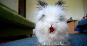 邋遢小白兔吃草莓,吃相分分钟吓尿你