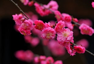 桃花和梅花的区别 桃花颜色一般为粉红色或淡粉色,梅花的颜色种类多也比较深 