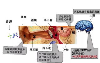 总是戴着耳机,真的会聋