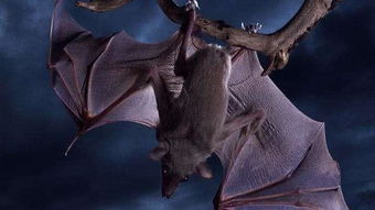 为什么中国古代把蝙蝠看作神物,西方人却把蝙蝠作为恶魔的象征
