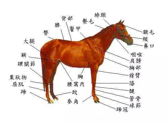 马的身体部位名称图片 搜狗图片搜索