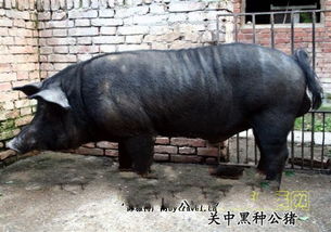 陕西兴平关中黑猪 陕西兴平关中黑猪的介绍 陕西兴平关中黑猪的图片 