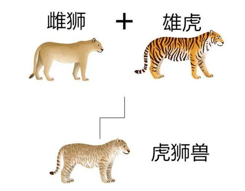 美国宠物老虎是全球老虎的2倍,购买一只老虎比领养小猫更容易