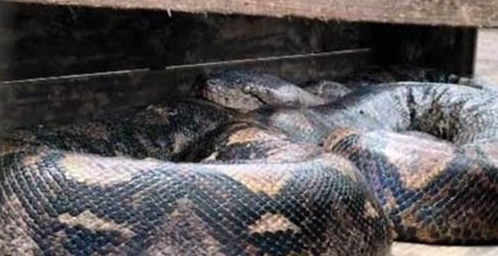 世界上最长的蟒蛇,身长14.85米,名字竟然叫 桂花