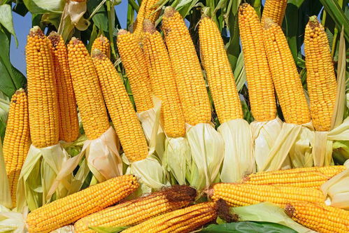 大豆 玉米这样种,还有补贴可以领 每亩最高补助150元