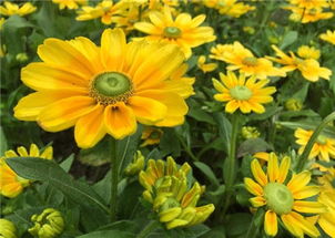 黑心菊和金光菊有什么区别,千头菊花盆选择？