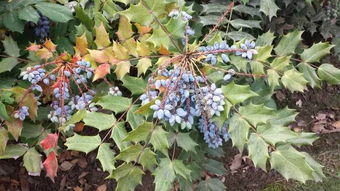 叶子有刺果实像一串串的蓝莓跟葡萄似的，是灌木？