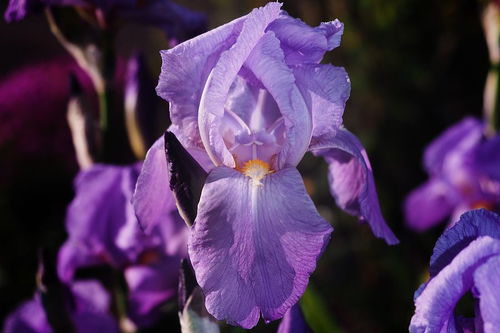 紫色曼陀罗代表的花语是什么？