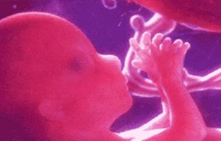 胎儿在肚子里的样子(宝宝还在肚子里的时候是什么样子的)