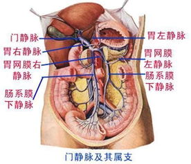 女生身体器官结构图 搜狗图片搜索