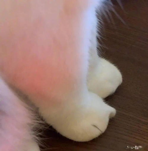 猫的爪子是可以捏出形状的 