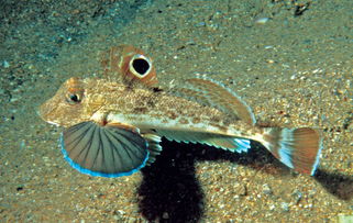 海水上下鱼鳍连接像扇子,是什么鱼 