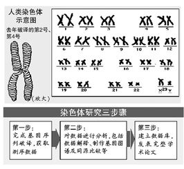 人类基因组计划