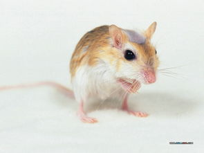 小仓鼠图片壁纸 Pet hamster Photos Desktop壁纸,可爱小仓鼠壁纸壁纸图片 