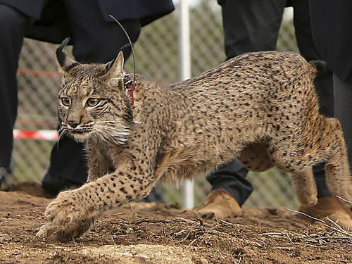 18年增长600多只,这种绝处逢生的猫科动物为何还可能野外灭绝