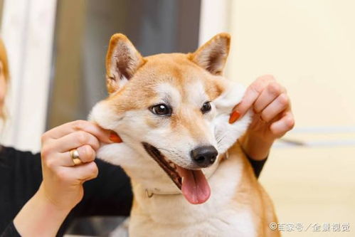 多人养柴犬吗 有什么优缺点,建议养吗