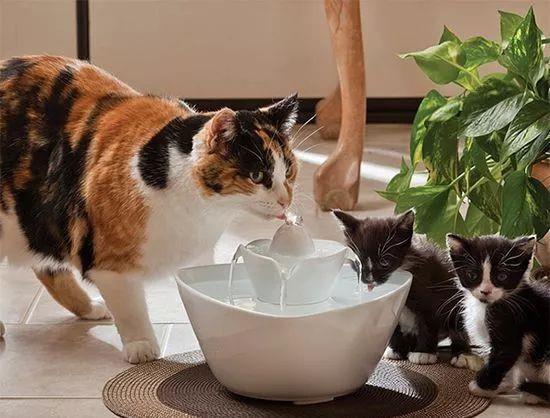 猫咪不爱喝水易患上肾衰竭,三个小技巧让猫咪爱上喝水
