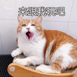 中国的猫会叫 妈 ,日本的猫会讲日语 