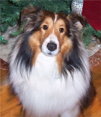 喜乐蒂牧羊犬 英文名 Shetland Sheepdog 