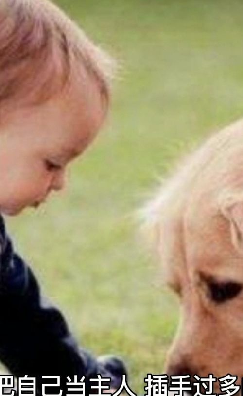 什么现在的宠物像孩子,是你把孩子当宠物养了,根本就没有尊重过他 