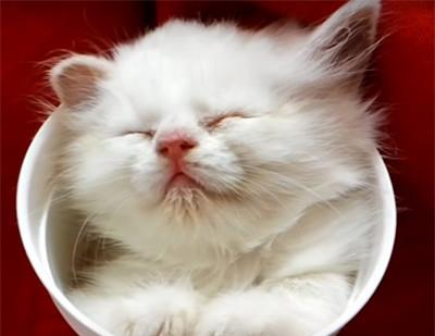 睡在纸杯里的小奶猫被吓醒了,那半睁不睁的眼睛太可爱了