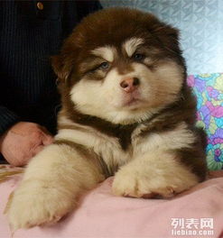 图 阿拉斯加的市场价格是多少 北京宠物狗 